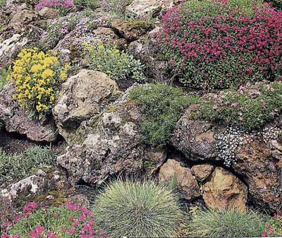 alpine-rock-garden-plants-83_13 Алпийски алпинеуми