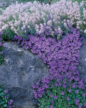 alpine-rock-garden-plants-83_3 Алпийски алпинеуми