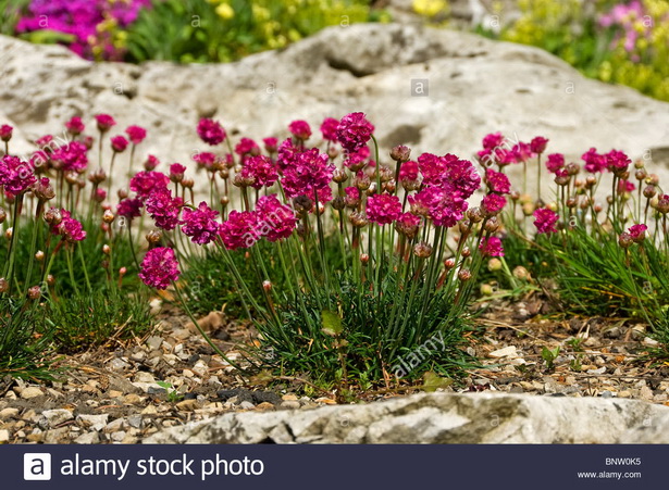 alpine-rock-garden-plants-83_5 Алпийски алпинеуми