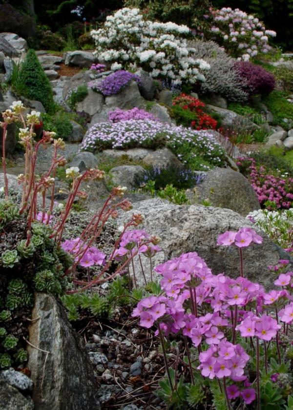 alpine-rock-garden-49 Алпийска скална градина
