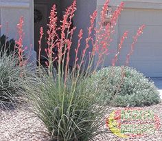 arizona-landscaping-plants-80 Аризона озеленяване растения