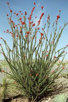 arizona-landscaping-plants-80_10 Аризона озеленяване растения