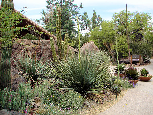 arizona-landscaping-plants-80_13 Аризона озеленяване растения