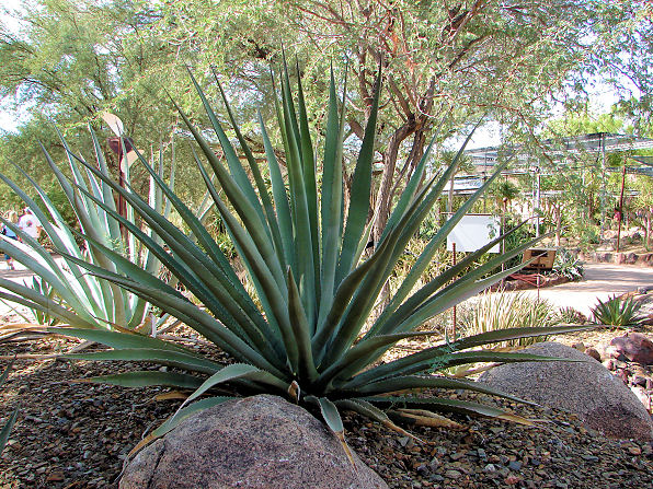 arizona-landscaping-plants-80_14 Аризона озеленяване растения