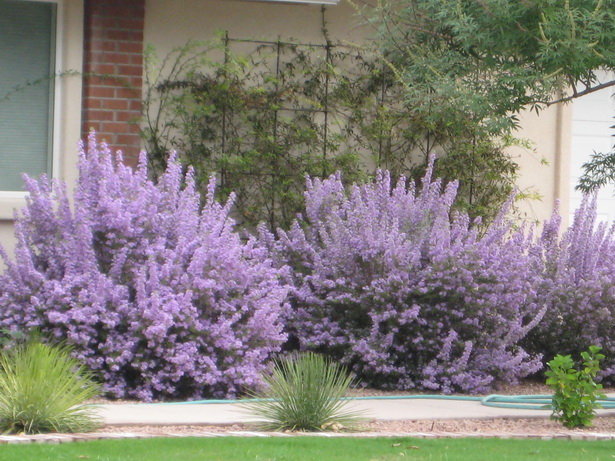 arizona-landscaping-plants-80_2 Аризона озеленяване растения