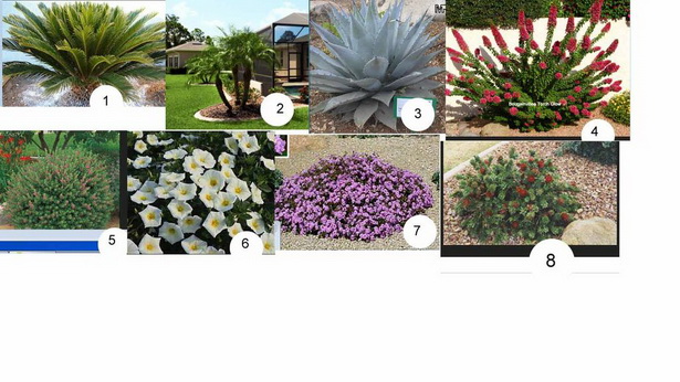 arizona-landscaping-plants-80_3 Аризона озеленяване растения