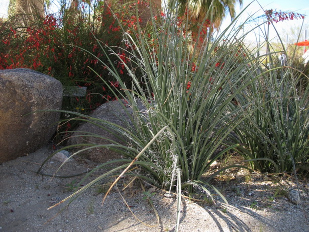 arizona-landscaping-plants-80_5 Аризона озеленяване растения
