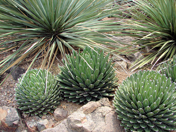 arizona-landscaping-plants-80_6 Аризона озеленяване растения