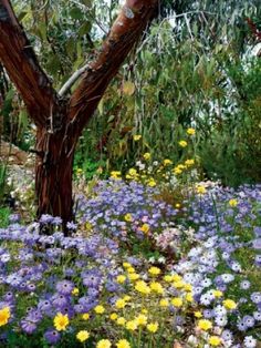 australian-cottage-garden-plants-78_19 Австралийски вила градински растения