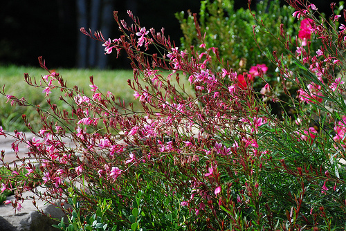 australian-cottage-garden-plants-78_7 Австралийски вила градински растения