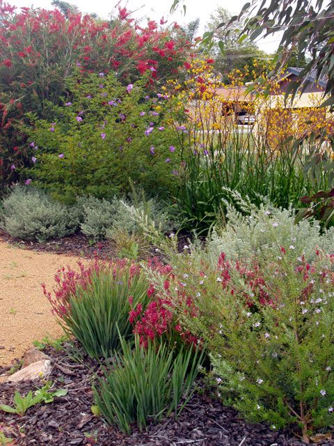 australian-cottage-garden-plants-78_9 Австралийски вила градински растения