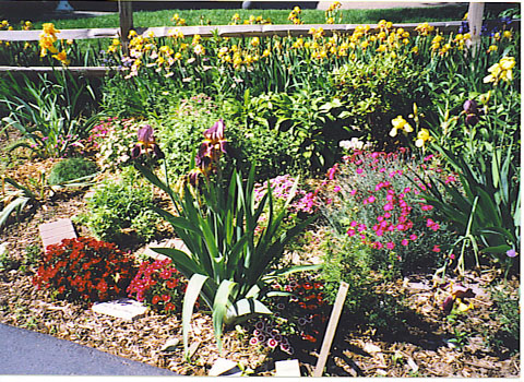backyard-garden-plants-83_18 Градински растения