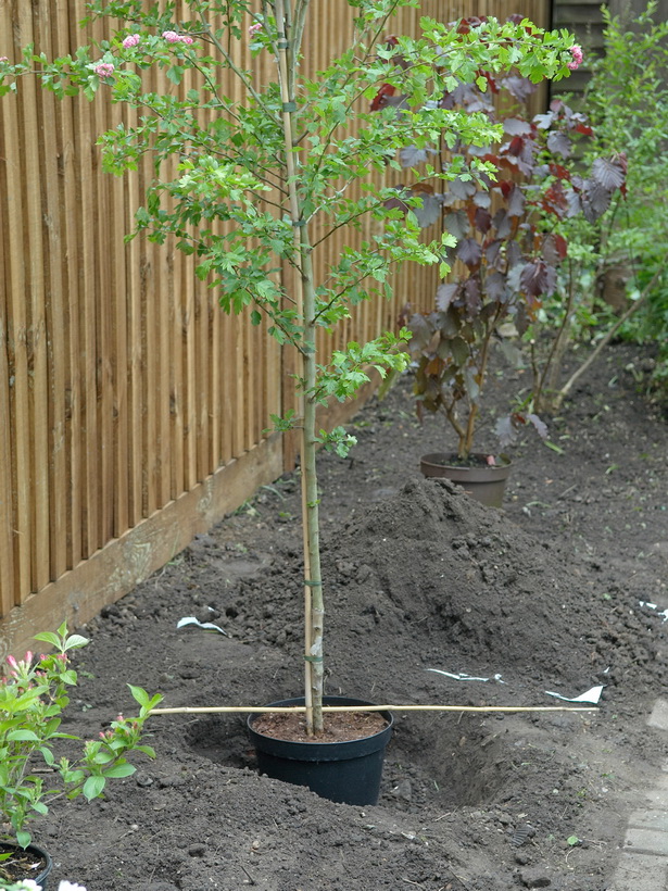 backyard-tree-planting-ideas-00_8 Идеи за засаждане на дървета в задния двор