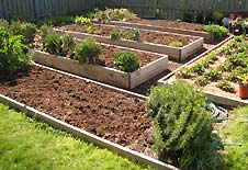 backyard-vegetable-garden-47 Двор зеленчукова градина
