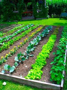 backyard-vegetable-garden-47_6 Двор зеленчукова градина