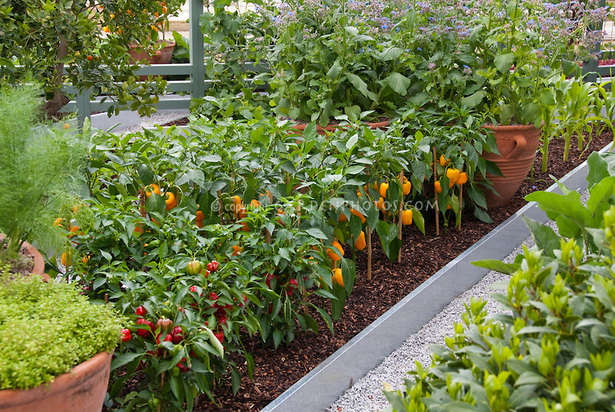 backyard-vegetable-garden-47_8 Двор зеленчукова градина