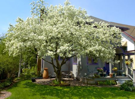 backyard-with-trees-landscaping-ideas-38_10 Двор с дървета идеи за озеленяване