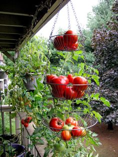 balcony-vegetable-garden-ideas-25_14 Балкон зеленчукова градина идеи