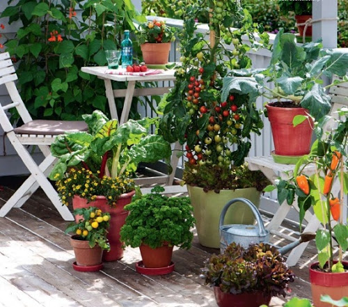 balcony-vegetable-garden-ideas-25_7 Балкон зеленчукова градина идеи