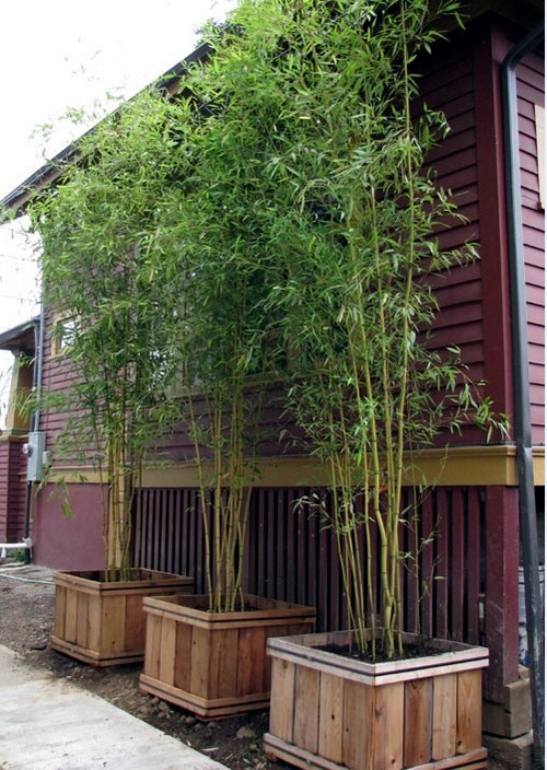 bamboo-garden-design-ideas-95_7 Бамбук градина дизайн идеи