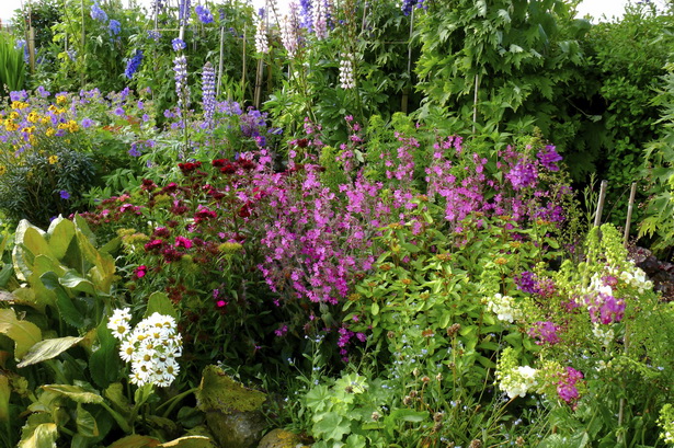 best-flowers-for-cottage-garden-09_13 Най-добрите цветя за вила градина