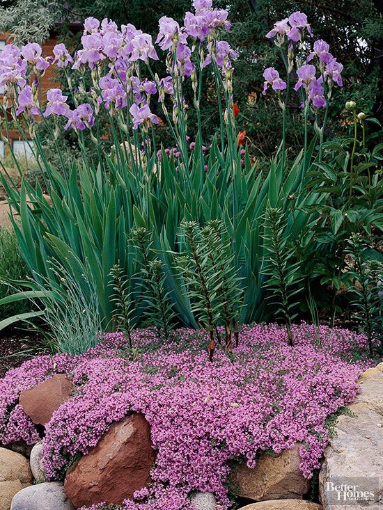 best-flowers-for-rock-gardens-64 Най-добрите цветя за алпинеуми