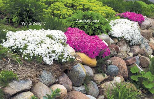 best-flowers-for-rock-gardens-64_12 Най-добрите цветя за алпинеуми