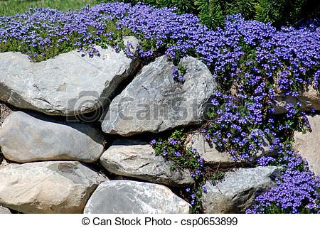 best-flowers-for-rock-gardens-64_13 Най-добрите цветя за алпинеуми