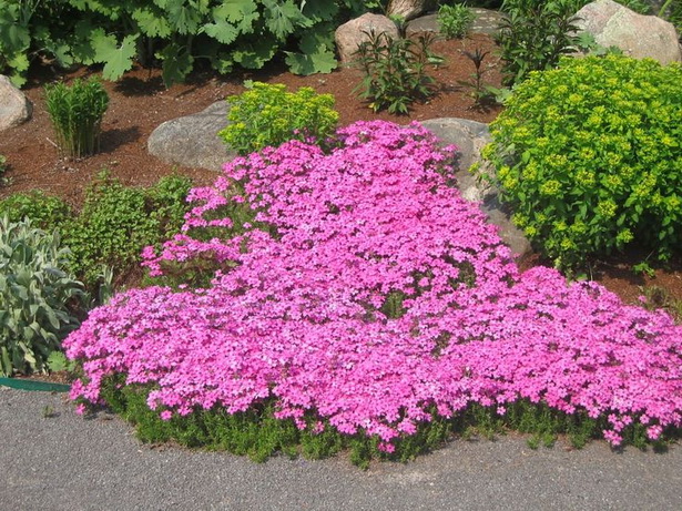 best-flowers-for-rock-gardens-64_15 Най-добрите цветя за алпинеуми
