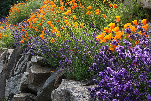 best-flowers-for-rock-gardens-64_18 Най-добрите цветя за алпинеуми
