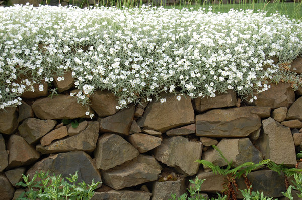 best-flowers-for-rock-gardens-64_3 Най-добрите цветя за алпинеуми