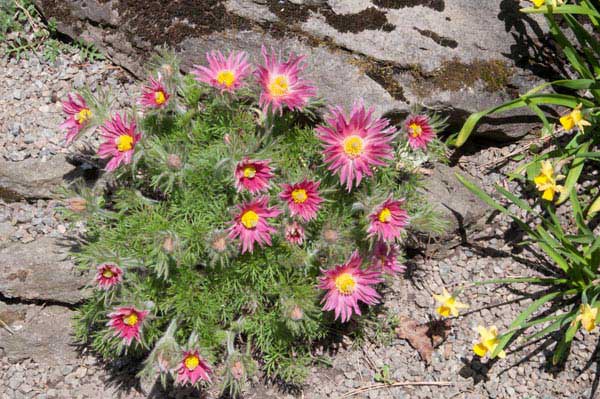 best-flowers-for-rock-gardens-64_5 Най-добрите цветя за алпинеуми