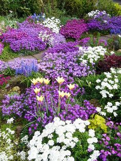 best-flowers-for-rock-gardens-64_6 Най-добрите цветя за алпинеуми