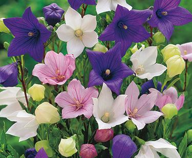 best-flowers-for-rock-gardens-64_8 Най-добрите цветя за алпинеуми