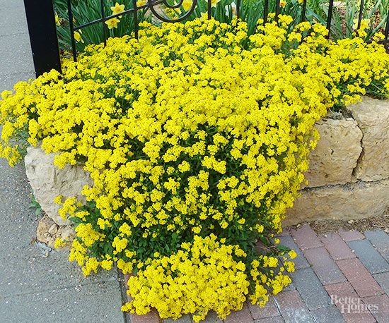 best-flowers-for-rock-gardens-64_9 Най-добрите цветя за алпинеуми