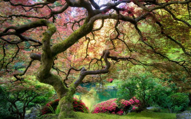 best-japanese-gardens-in-the-world-78_19 Най-добрите японски градини в света