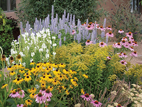 best-plants-for-a-cottage-garden-55 Най-добрите растения за вила градина