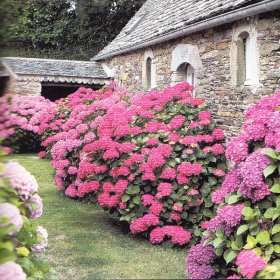 best-plants-for-a-cottage-garden-55_10 Най-добрите растения за вила градина