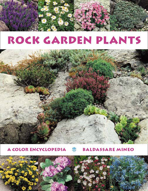 best-plants-for-a-rock-garden-57_17 Най-добрите растения за алпинеум
