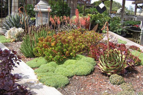 best-plants-for-a-rock-garden-57_18 Най-добрите растения за алпинеум