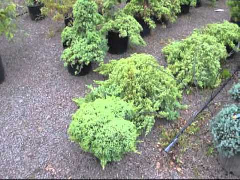best-plants-for-japanese-garden-03_12 Най-добрите растения за Японската градина