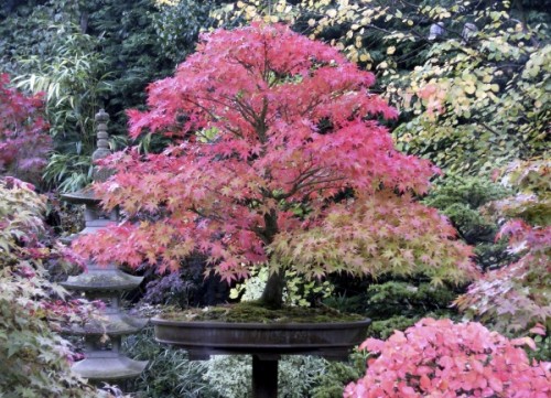 best-plants-for-japanese-garden-03_3 Най-добрите растения за Японската градина