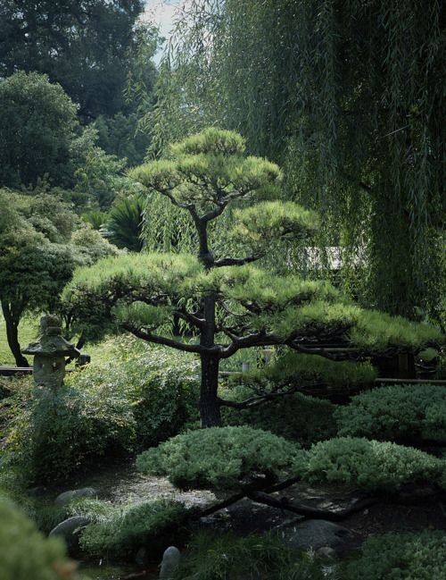 best-plants-for-japanese-garden-03_4 Най-добрите растения за Японската градина
