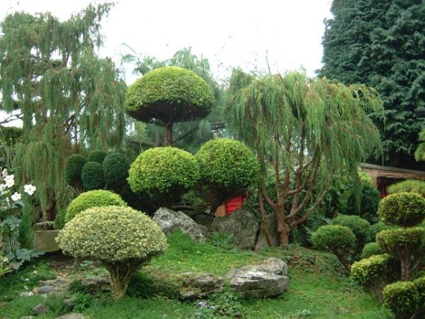 best-plants-for-japanese-garden-03_5 Най-добрите растения за Японската градина