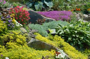best-plants-for-rock-gardens-50 Най-добрите растения за алпинеуми