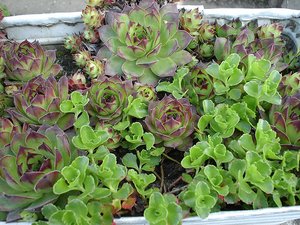 best-plants-for-rock-gardens-50_11 Най-добрите растения за алпинеуми
