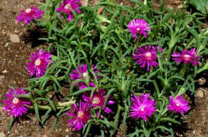 best-plants-for-rock-gardens-50_16 Най-добрите растения за алпинеуми