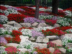 best-plants-for-rock-gardens-50_6 Най-добрите растения за алпинеуми