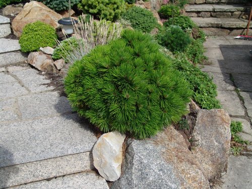 best-plants-for-rock-gardens-50_7 Най-добрите растения за алпинеуми
