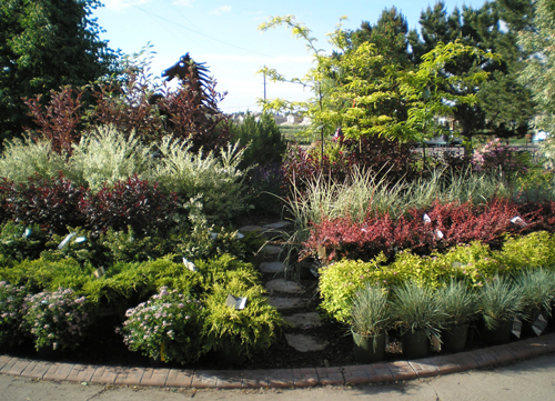 best-shrubs-for-front-yard-19 Най-добрите храсти за предния двор